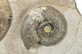 Tall Fossil Ammonite (Parkinsonia) Association - England #191732-5